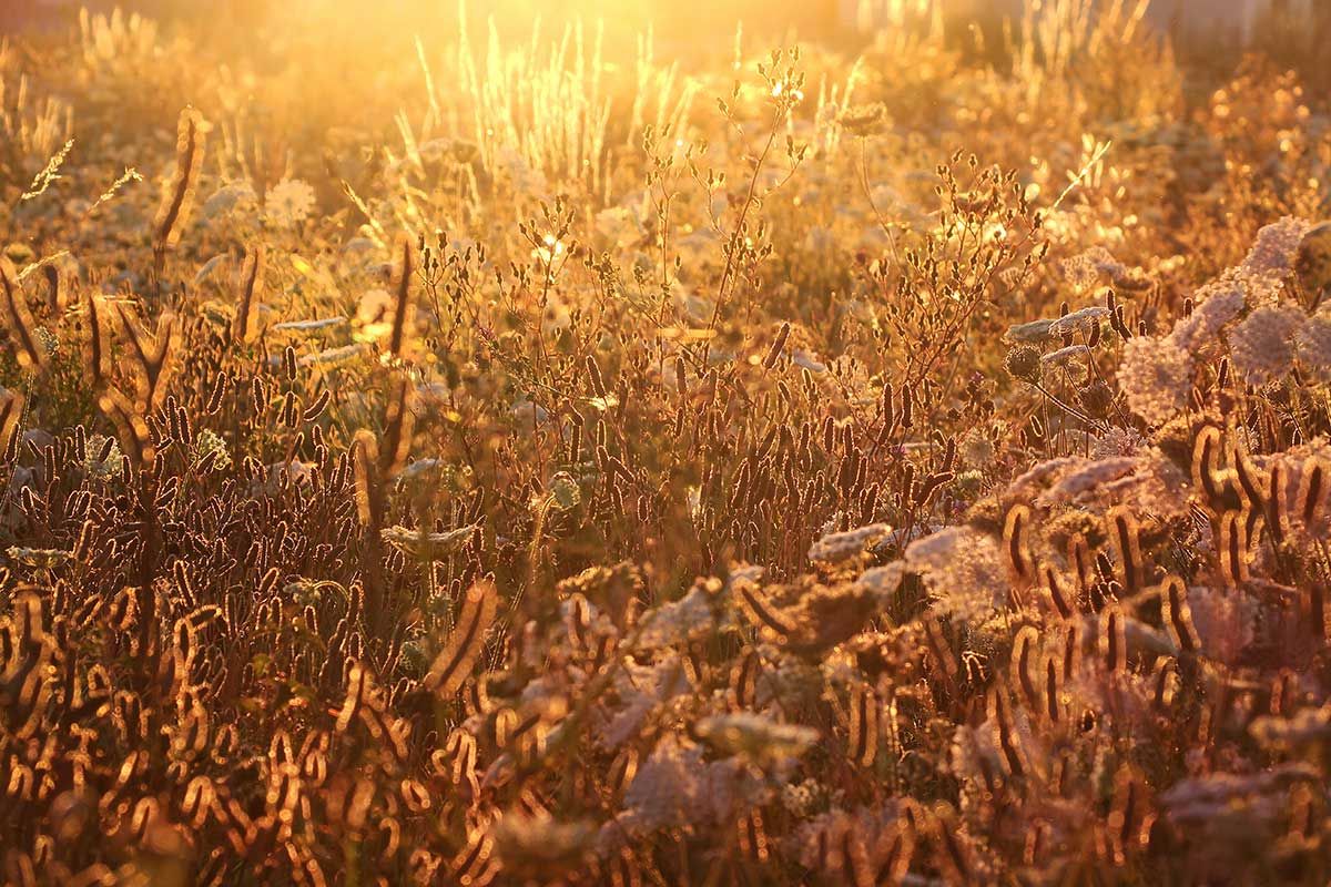 Humanistic Integrative